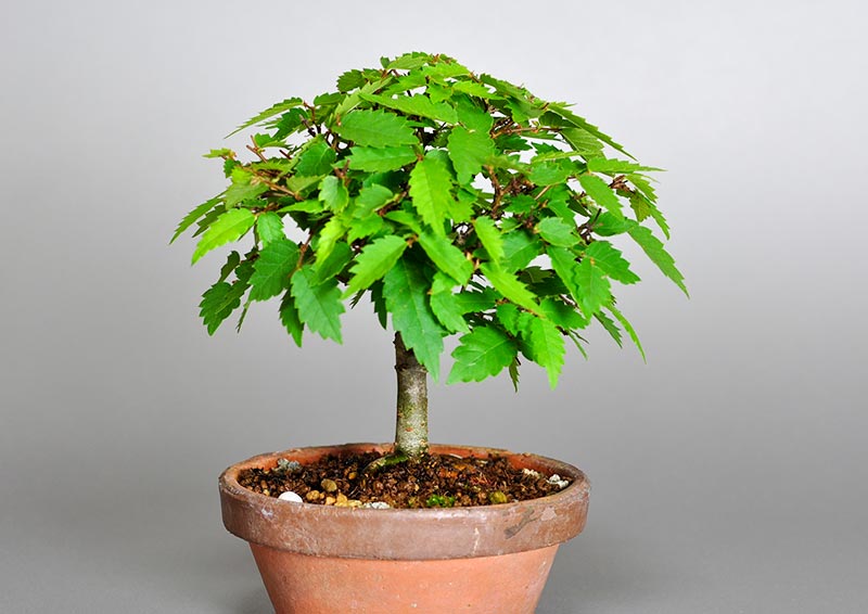 ケヤキ-U（けやき・欅）雑木盆栽を左側から見た景色・Zelkova serrata bonsai