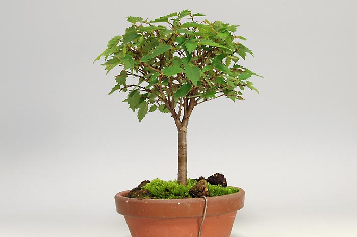 ケヤキ-V（けやき・欅）雑木盆栽を裏側から見た景色・Zelkova serrata bonsai