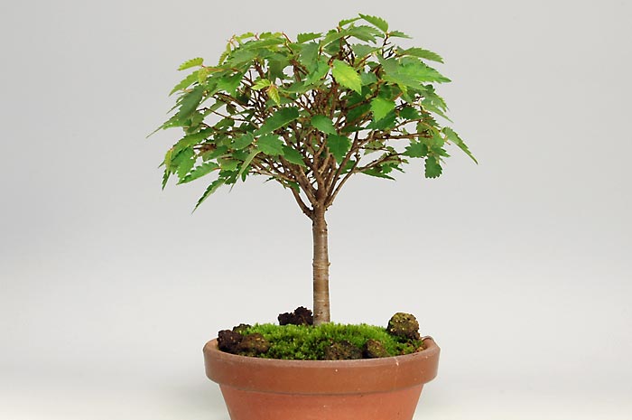 ケヤキ-V（けやき・欅）雑木盆栽を右側から見た景色・Zelkova serrata bonsai