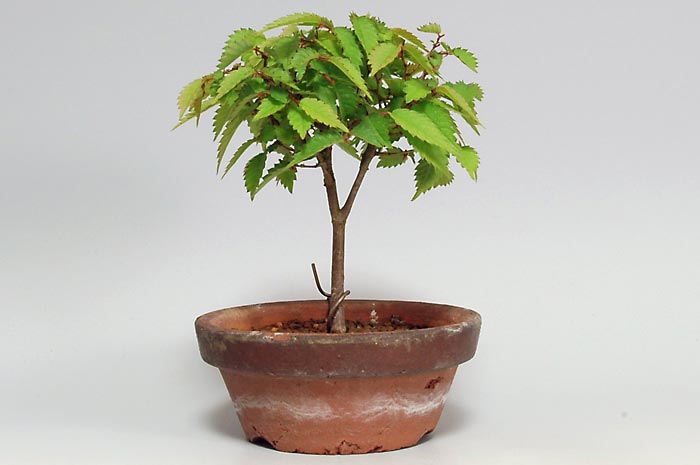 ケヤキX-1（けやき・欅）雑木盆栽の販売と育て方・作り方・Zelkova serrata bonsai