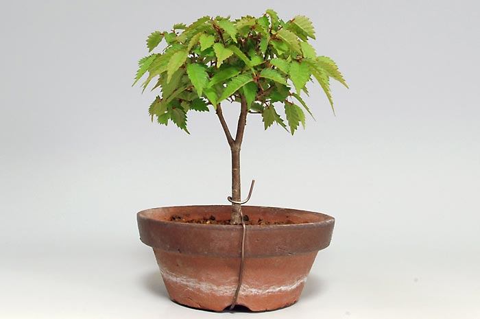 ミニ盆栽・ケヤキX-1（けやき・欅）雑木盆栽を裏側から見た景色・Zelkova serrata bonsai