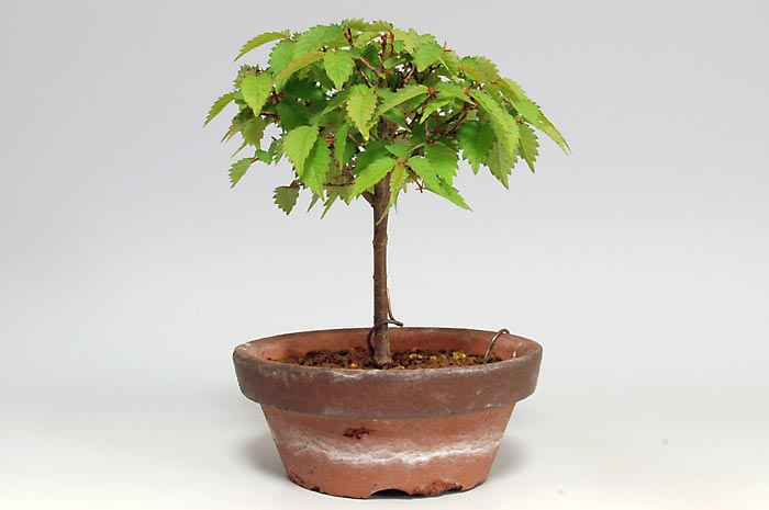 ミニ盆栽・ケヤキX-1（けやき・欅）雑木盆栽を右側から見た景色・Zelkova serrata bonsai