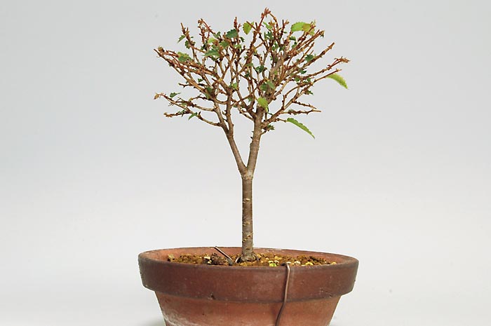 ケヤキX-2（けやき・欅）雑木盆栽の販売と育て方・作り方・Zelkova serrata bonsai