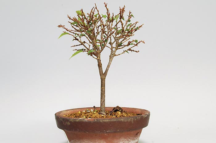 ミニ盆栽・ケヤキX-2（けやき・欅）雑木盆栽を裏側から見た景色・Zelkova serrata bonsai