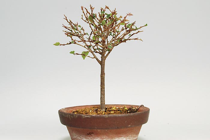 ミニ盆栽・ケヤキX-2（けやき・欅）雑木盆栽を左側から見た景色・Zelkova serrata bonsai