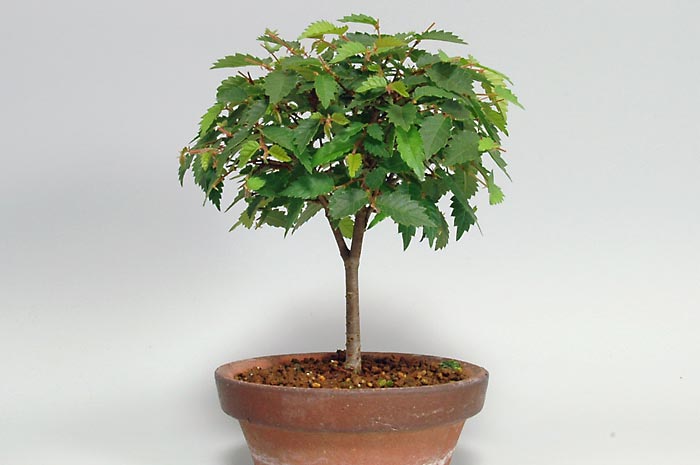 ミニ盆栽・ケヤキX（けやき・欅）雑木盆栽を裏側から見た景色・Zelkova serrata bonsai