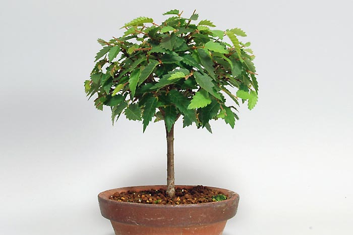 ミニ盆栽・ケヤキX（けやき・欅）雑木盆栽を右側から見た景色・Zelkova serrata bonsai