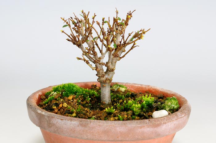 ケヤキZ（けやき・欅）雑木盆栽を裏側から見た景色・Zelkova serrata bonsai