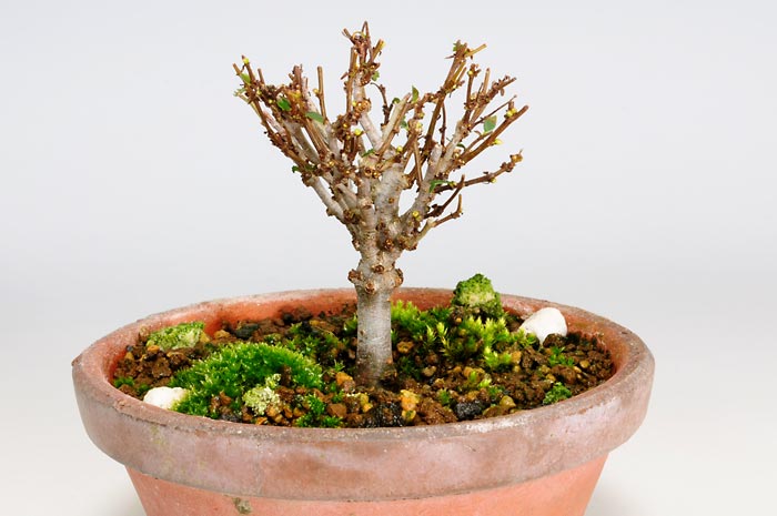 ケヤキZ（けやき・欅）雑木盆栽を右側から見た景色・Zelkova serrata bonsai