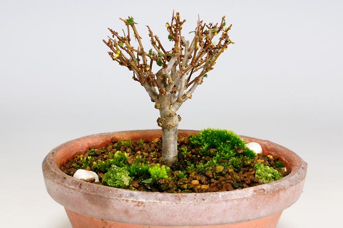 ケヤキZ（けやき・欅）雑木盆栽を左側から見た景色・Zelkova serrata bonsai