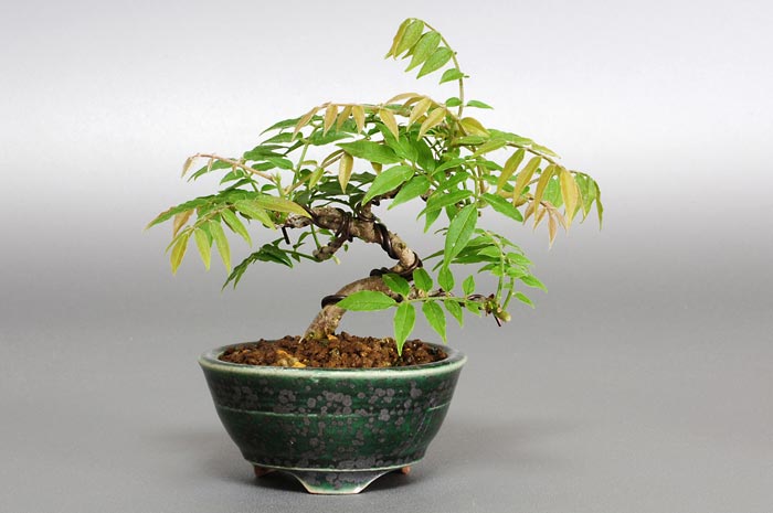 コフジB（こふじ・小藤）雑木盆栽の販売と育て方・作り方・Wisteria bonsai