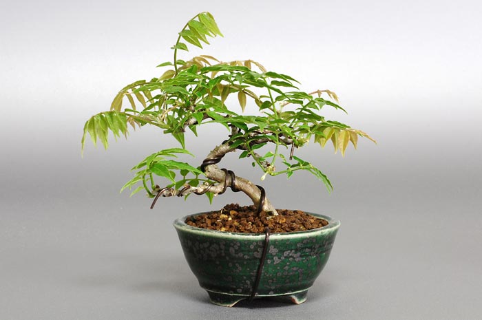 コフジB（こふじ・小藤）雑木盆栽を裏側から見た景色・Wisteria bonsai