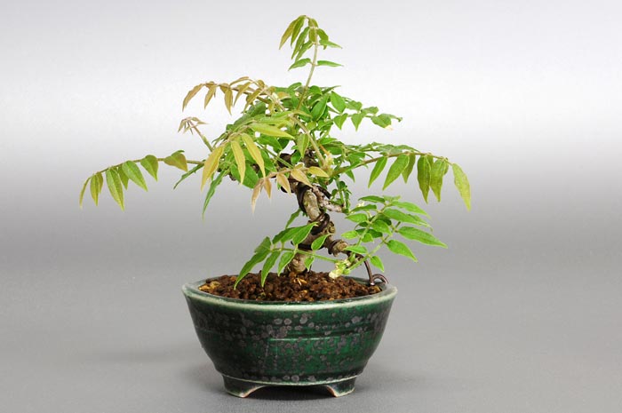 コフジB（こふじ・小藤）雑木盆栽を右側から見た景色・Wisteria bonsai