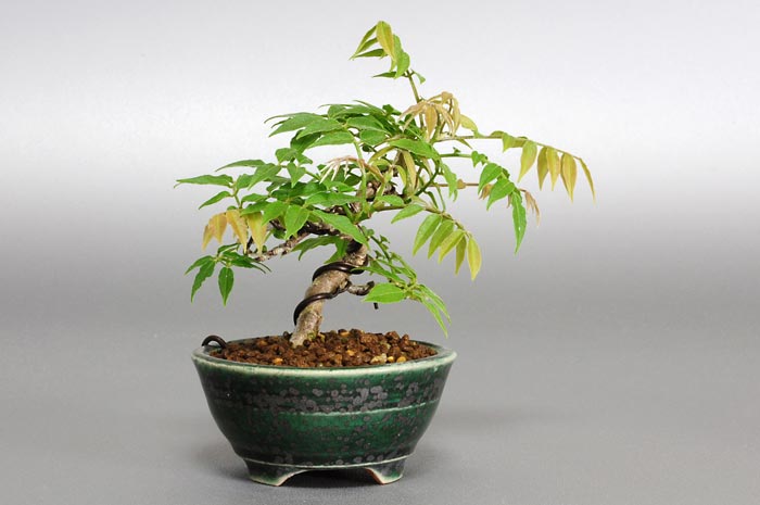 コフジB（こふじ・小藤）雑木盆栽を左側から見た景色・Wisteria bonsai