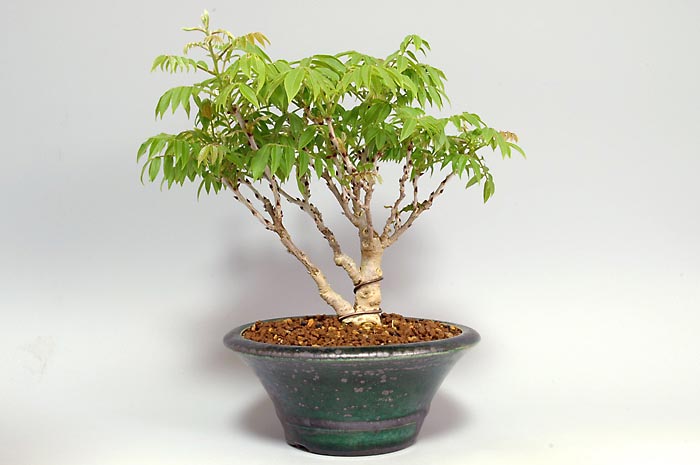 コフジG（こふじ・小藤）雑木盆栽の販売と育て方・作り方・Wisteria bonsai bonsai