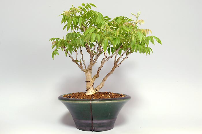 コフジG（こふじ・小藤）雑木盆栽を裏側から見た景色・Wisteria bonsai bonsai