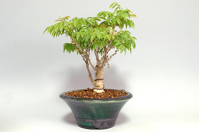 コフジG（こふじ・小藤）雑木盆栽を右側から見た景色・Wisteria bonsai bonsai