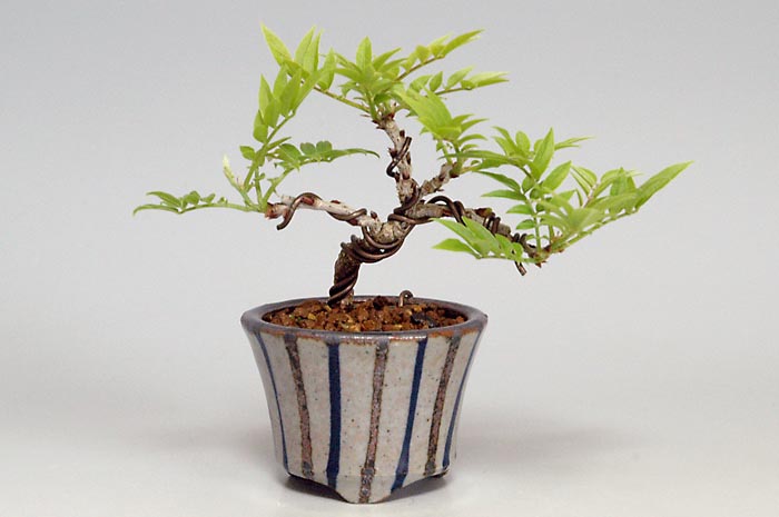 コフジI（こふじ・小藤）雑木盆栽の販売と育て方・作り方・Wisteria bonsai bonsai