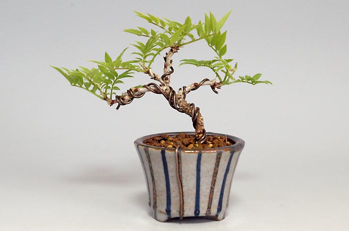 ミニ盆栽・コフジI（こふじ・小藤）雑木盆栽を裏側から見た景色・Wisteria bonsai bonsai