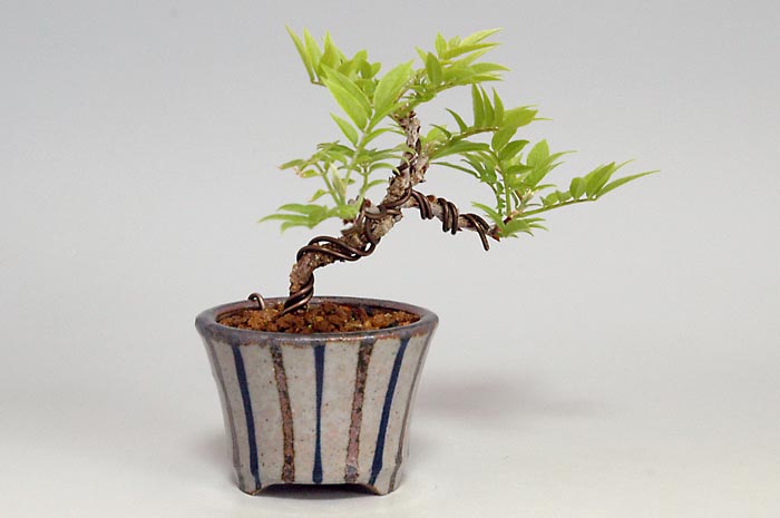 ミニ盆栽・コフジI（こふじ・小藤）雑木盆栽を左側から見た景色・Wisteria bonsai bonsai