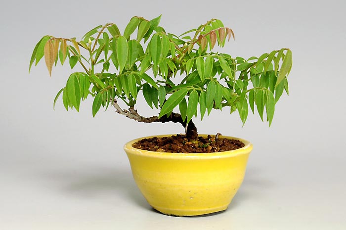 コフジ-J-1（こふじ・小藤）雑木盆栽の販売と育て方・作り方・Wisteria bonsai