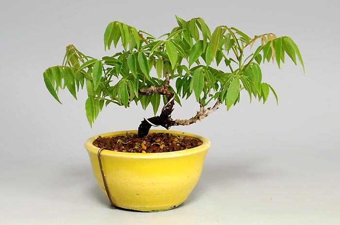 コフジ-J-1（こふじ・小藤）雑木盆栽を裏側から見た景色・Wisteria bonsai