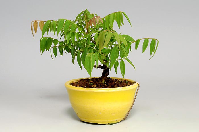 コフジ-J-1（こふじ・小藤）雑木盆栽を右側から見た景色・Wisteria bonsai