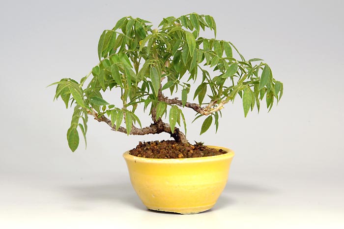 コフジ-J-2（こふじ・小藤）雑木盆栽の販売と育て方・作り方・Wisteria bonsai