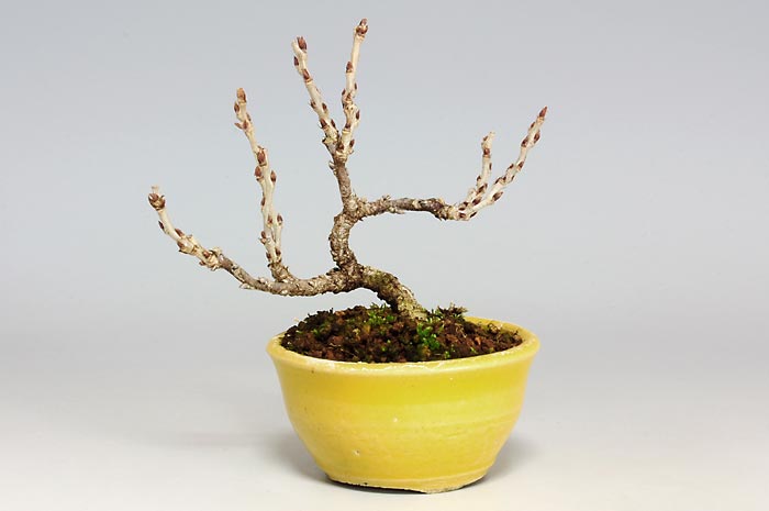 コフジ-J-3（こふじ・小藤）雑木盆栽の販売と育て方・作り方・Wisteria bonsai