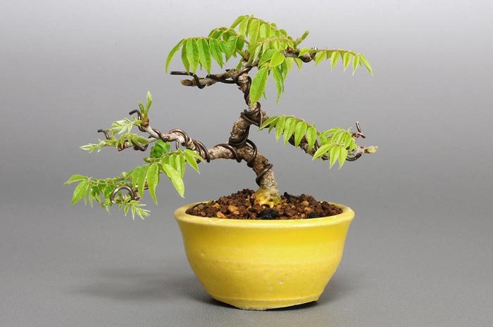 コフジ-J（こふじ・小藤）雑木盆栽の販売と育て方・作り方・Wisteria bonsai