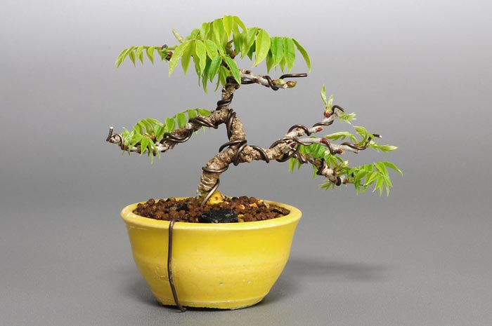 コフジ-J（こふじ・小藤）雑木盆栽を裏側から見た景色・Wisteria bonsai