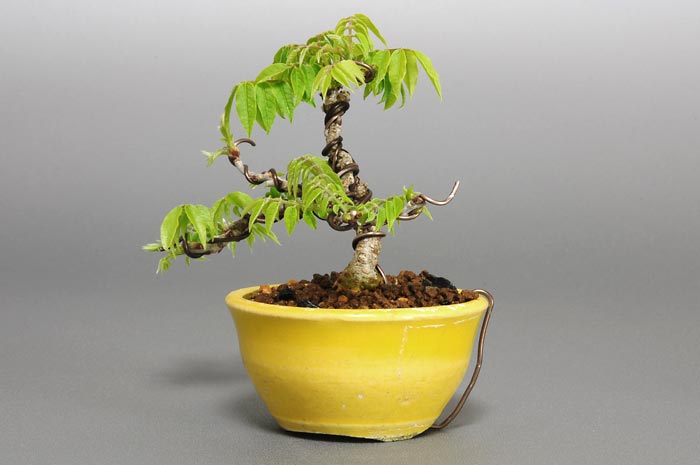 コフジ-J（こふじ・小藤）雑木盆栽を右側から見た景色・Wisteria bonsai