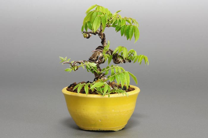 コフジ-J（こふじ・小藤）雑木盆栽を左側から見た景色・Wisteria bonsai