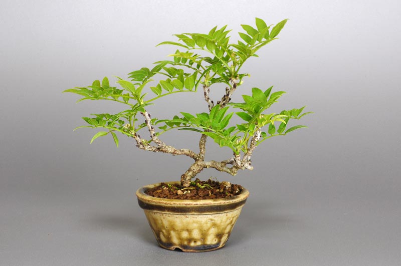 コフジL（こふじ・小藤）雑木盆栽の販売と育て方・作り方・Wisteria bonsai bonsai