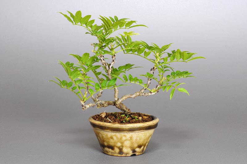 コフジL（こふじ・小藤）雑木盆栽を裏側から見た景色・Wisteria bonsai bonsai