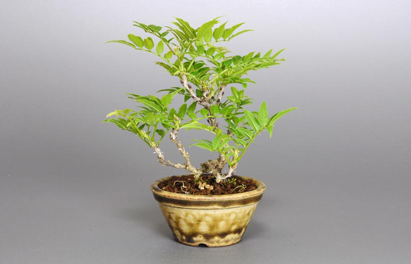 コフジL（こふじ・小藤）雑木盆栽を右側から見た景色・Wisteria bonsai bonsai