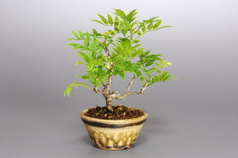 コフジL（こふじ・小藤）雑木盆栽を左側から見た景色・Wisteria bonsai bonsai