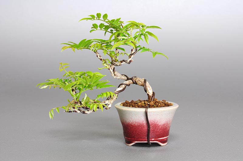 コフジ-M（こふじ・小藤）雑木盆栽を裏側から見た景色・Wisteria bonsai