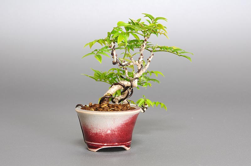 コフジ-M（こふじ・小藤）雑木盆栽を左側から見た景色・Wisteria bonsai