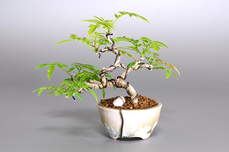 コフジ-N-1（こふじ・小藤）雑木盆栽を裏側から見た景色・Wisteria bonsai