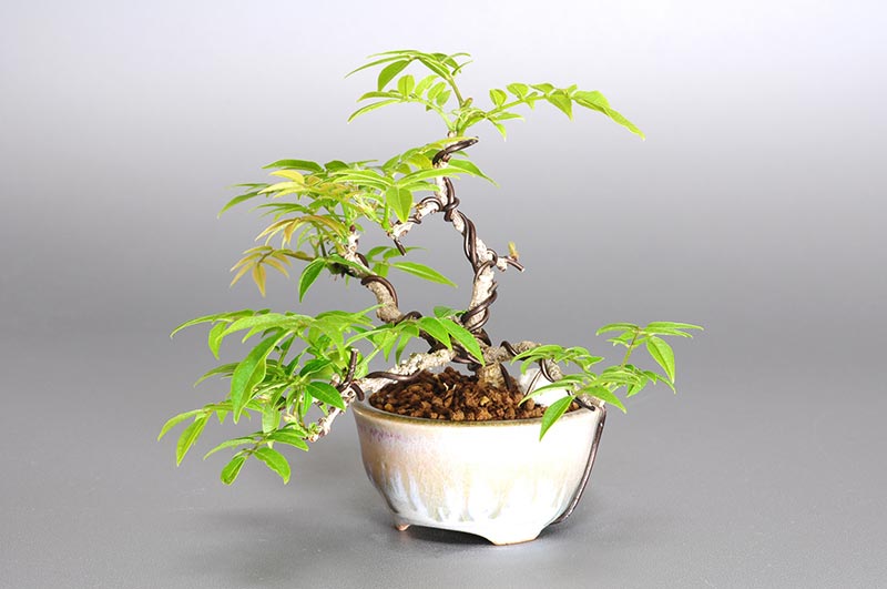 コフジ-N-1（こふじ・小藤）雑木盆栽を右側から見た景色・Wisteria bonsai