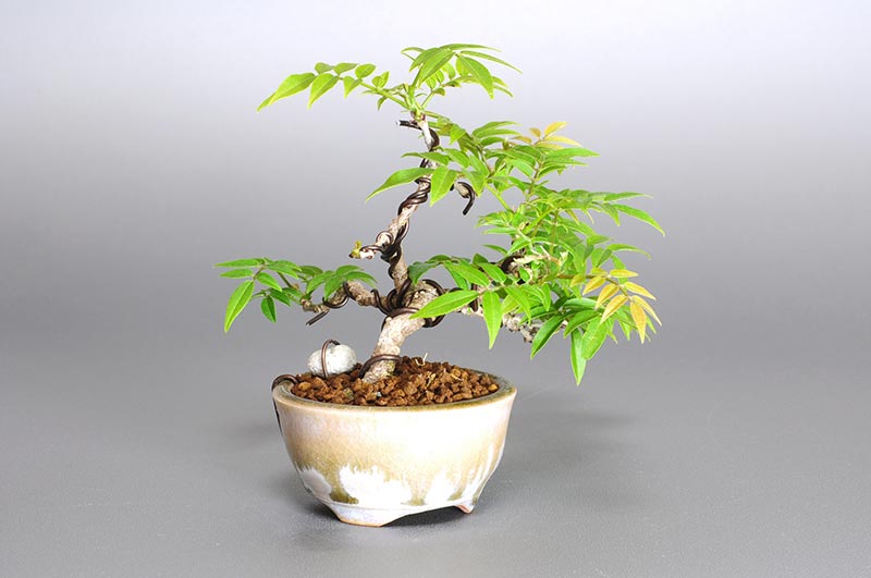 コフジ-N-1（こふじ・小藤）雑木盆栽を左側から見た景色・Wisteria bonsai