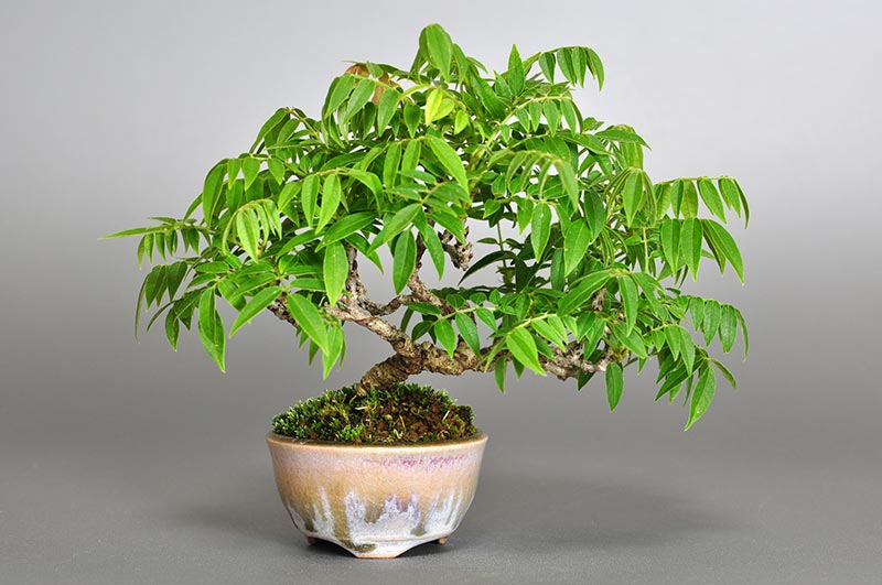 コフジ-N（こふじ・小藤）雑木盆栽の販売と育て方・作り方・Wisteria bonsai