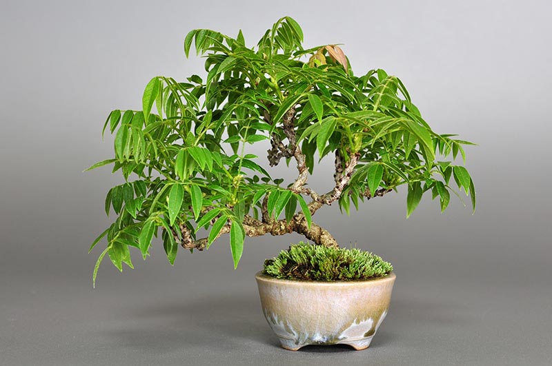 コフジ-N（こふじ・小藤）雑木盆栽を裏側から見た景色・Wisteria bonsai