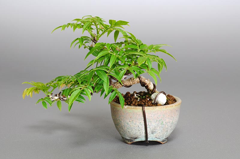 コフジ-O（こふじ・小藤）雑木盆栽を裏側から見た景色・Wisteria bonsai