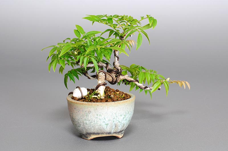 コフジ-O（こふじ・小藤）雑木盆栽を左側から見た景色・Wisteria bonsai