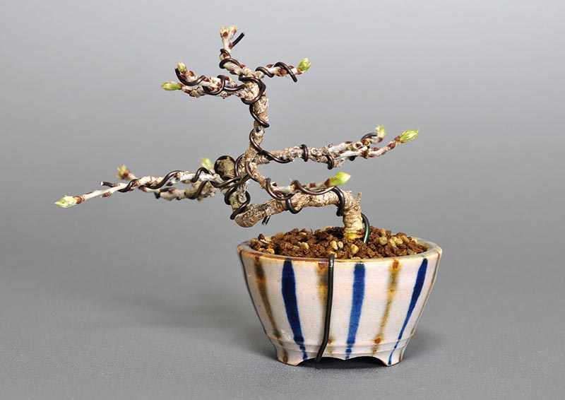 コフジ-P（こふじ・小藤）雑木盆栽を裏側から見た景色・Wisteria bonsai