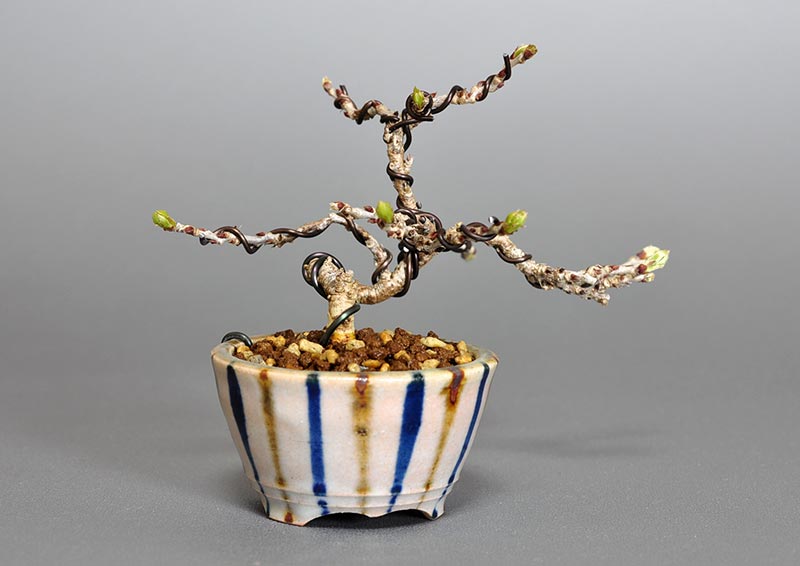 コフジ-P（こふじ・小藤）雑木盆栽を左側から見た景色・Wisteria bonsai