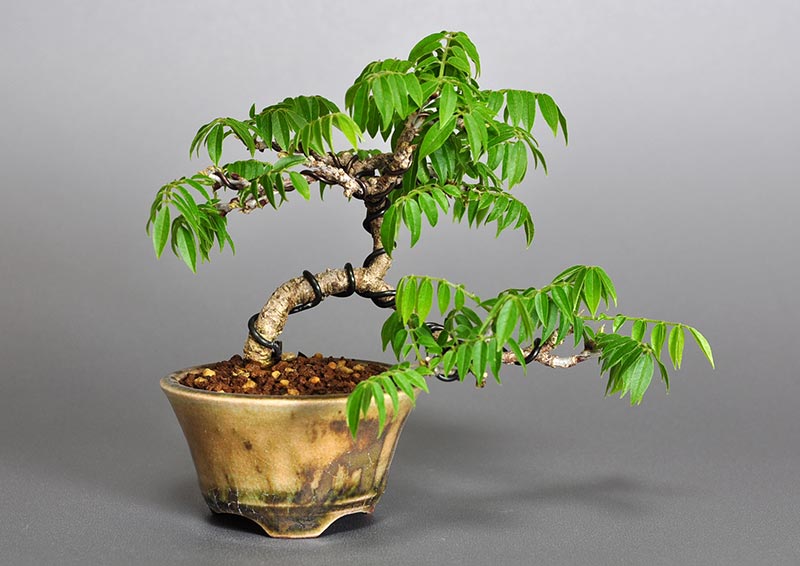 コフジQ-1（こふじ・小藤）雑木盆栽の販売と育て方・作り方・Wisteria bonsai bonsai