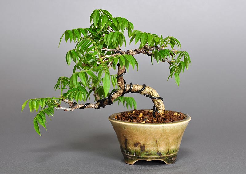 コフジQ-1（こふじ・小藤）雑木盆栽を裏側から見た景色・Wisteria bonsai bonsai
